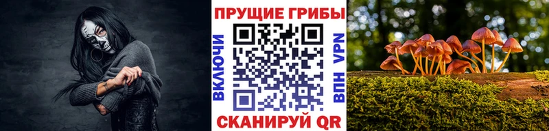 что такое наркотик  Бакал  Галлюциногенные грибы Cubensis 